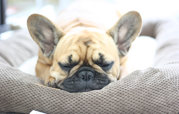 lucy the frenchie | via vmac+cheese