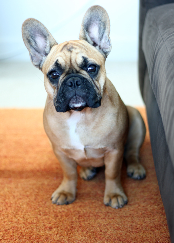 lucy the frenchie | vmac+cheese
