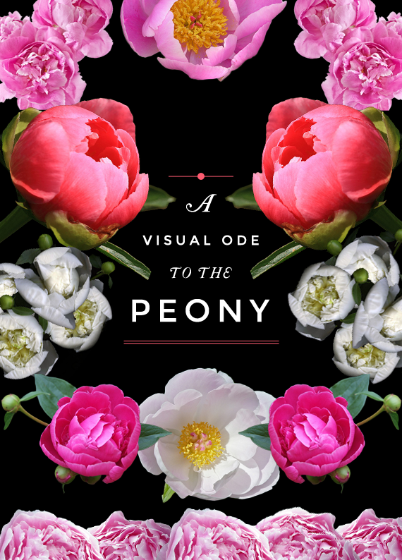 ode to the peony